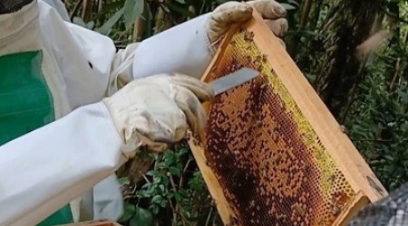 Cursos de Apicultura e Meliponicultura para Produtores de Campo Largo